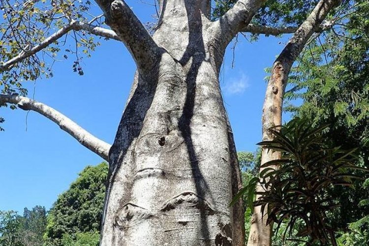 Baobab, à rencontrer lors de la balade. - © Jardin Vanille