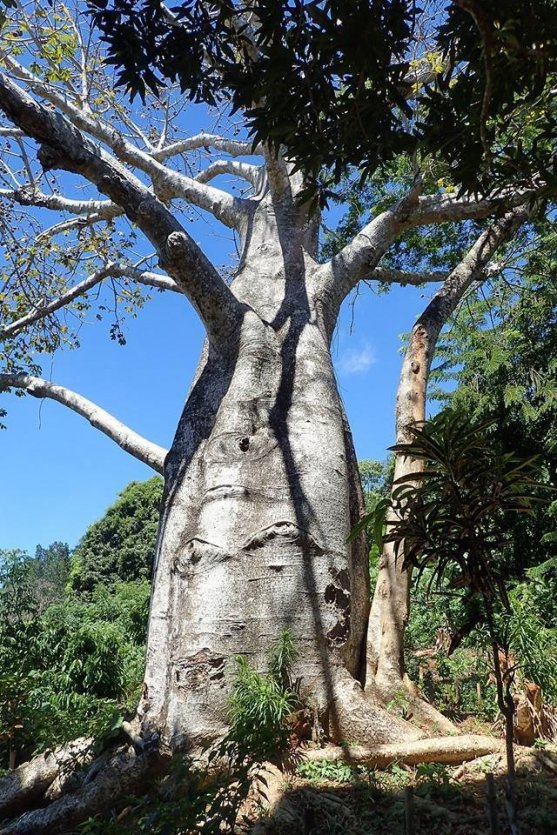 Baobab, à rencontrer lors de la balade. - © Jardin Vanille