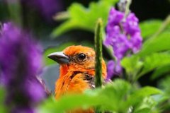 Passionné par la nature ? Partez au Panama