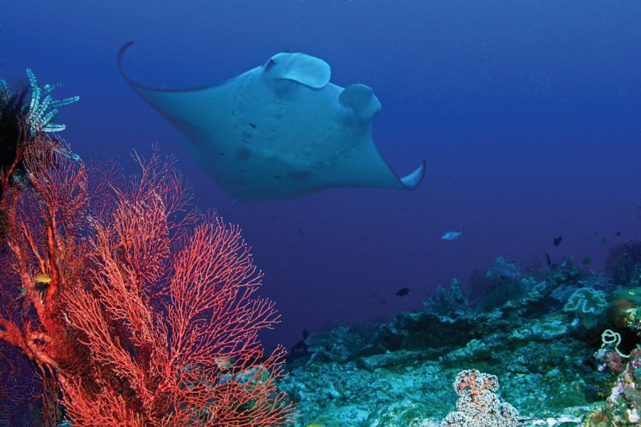 Plongée dans le Pacifique