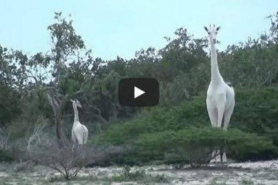 Deux majestueuses girafes blanches filmées en pleine nature