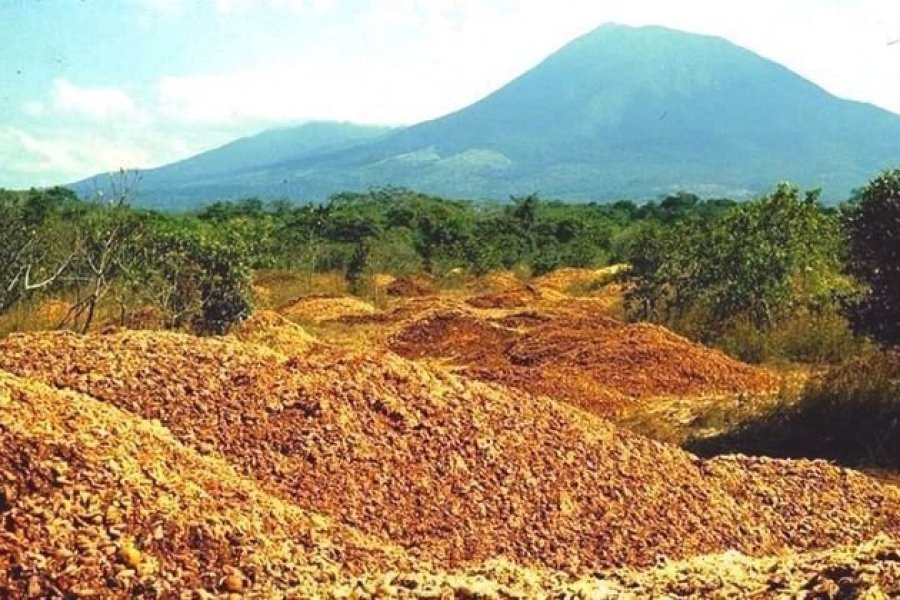 Costa Rica : un désert se transforme en forêt grâce à des pelures d'orange