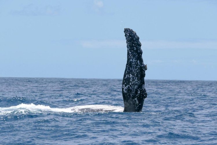 Photographie d'une baleine. - © Princesse Bora