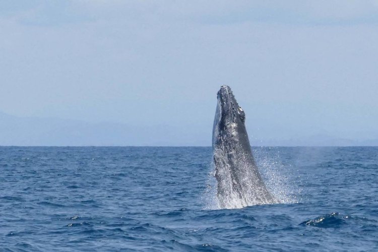 Photographie d'une baleine. - © Princesse Bora
