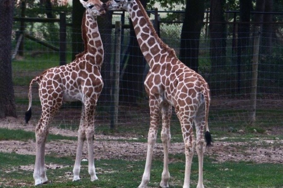 Un tarif écozen au Safari de Peaugres pour découvrir les nouveaux pensionnaires !