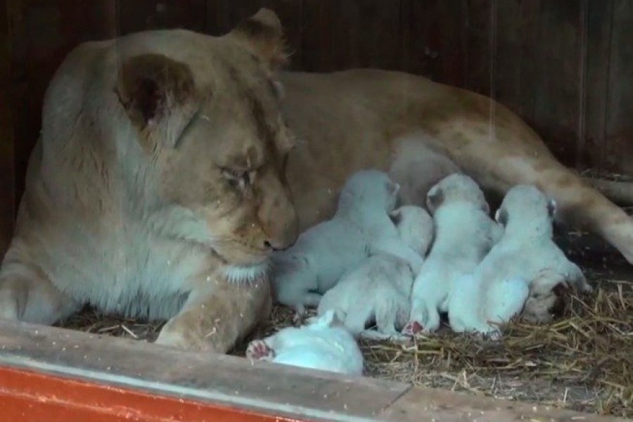 Quintuple naissance de lions blancs au zoo d'Amnéville en Moselle
