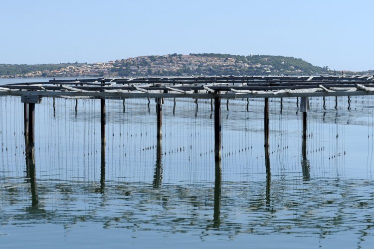 Huitres de Leucate - © J.Belondrade