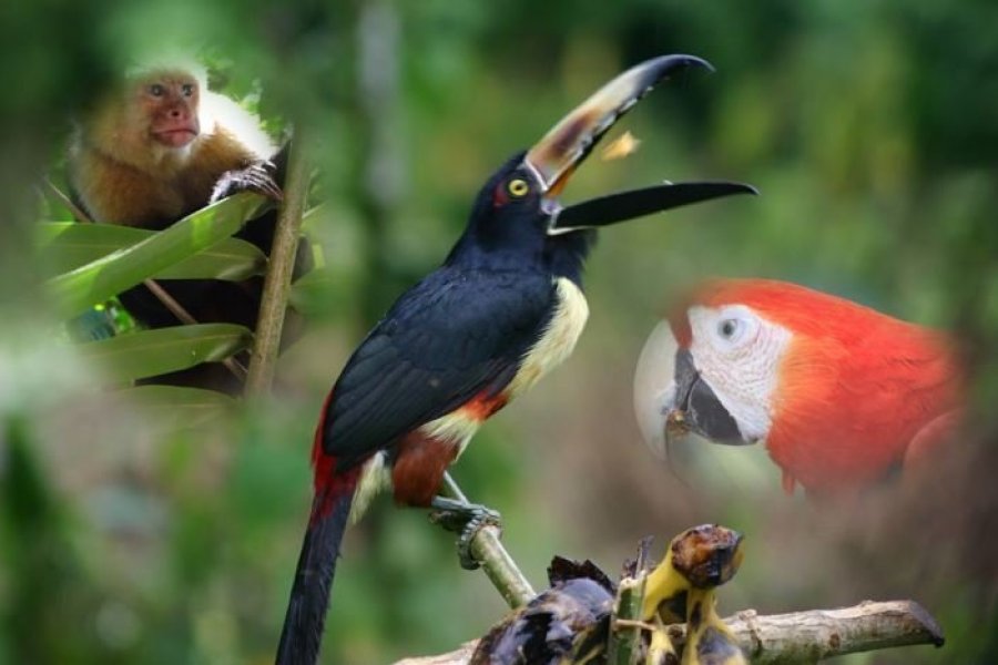 Costa Rica : une nature exceptionnelle à découvrir