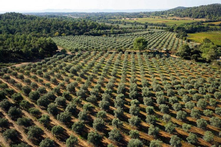 Le domaine du Jasson - © Domaine du jasson