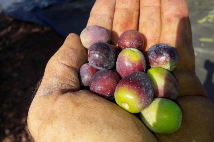 Lors des récoltes. - © Domaine du jasson