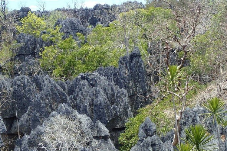 - © AVENTURE & DÉCOUVERTE MADAGASCAR