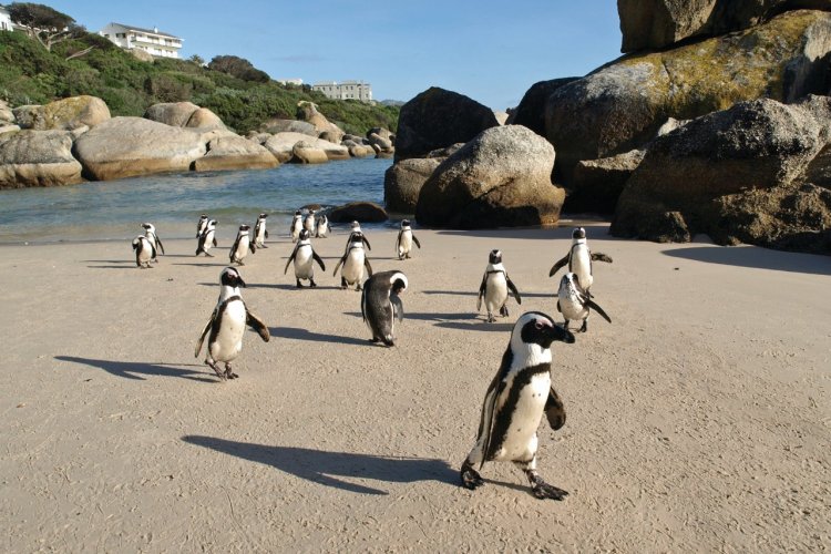 Les immanquables pingouins du Cap. - © Olof Van der Steen - iStockphoto