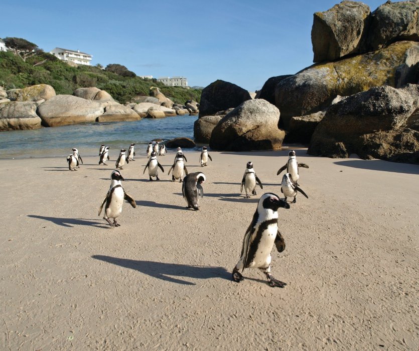 Les immanquables pingouins du Cap. - © Olof Van der Steen - iStockphoto