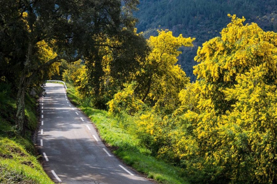 Bormes-les-Mimosas : découvrez la nouvelle brochure de la Route du mimosa