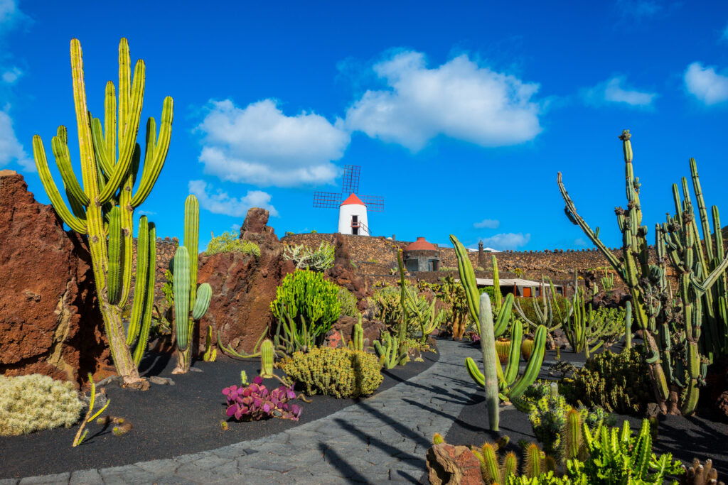 Jardin de cactus à Lanzarote
