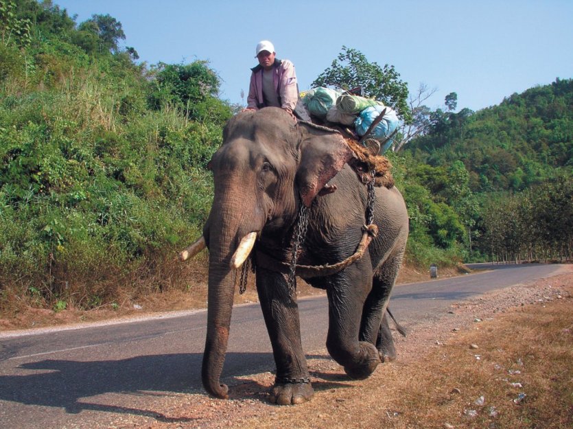 Éléphant et son cornac entre Vang Vieng et Vientiane. - © Fabrice BRESSON