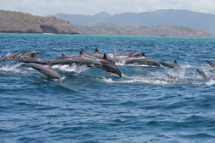 Expédition en mer, découverte des îlots, rencontre avec les dauphins... rendez-vous à Mayo
