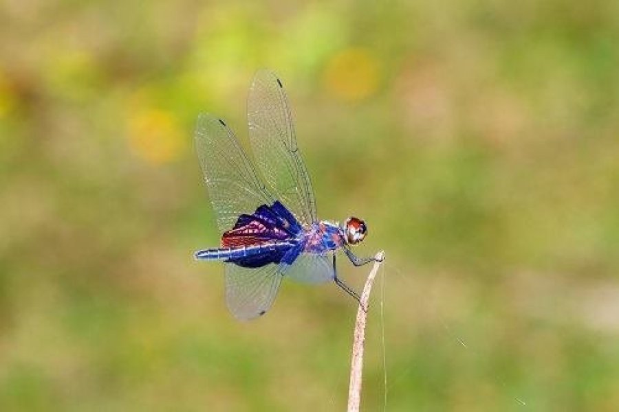 Les entomologistes se retrouvent à Madagascar