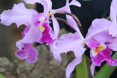 1001 orchidées au Jardin des Plantes de Paris