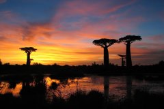 La forêt de Kirindy : une réserve magique à découvrir avec le Sun Beach Hotel