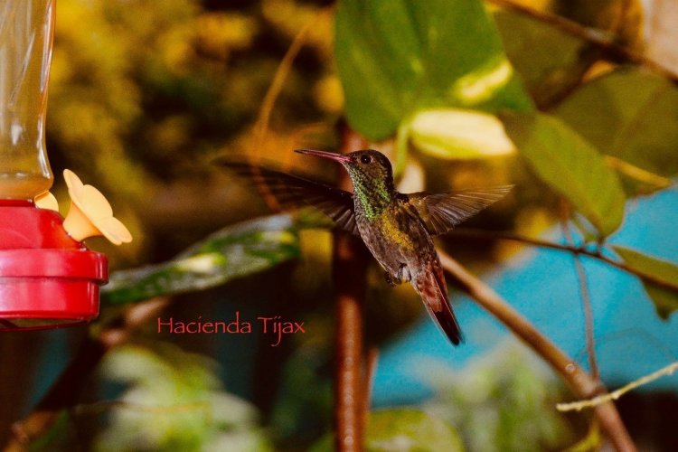 - © HACIENDA TIJAX - JUNGLE LODGE & MARINA