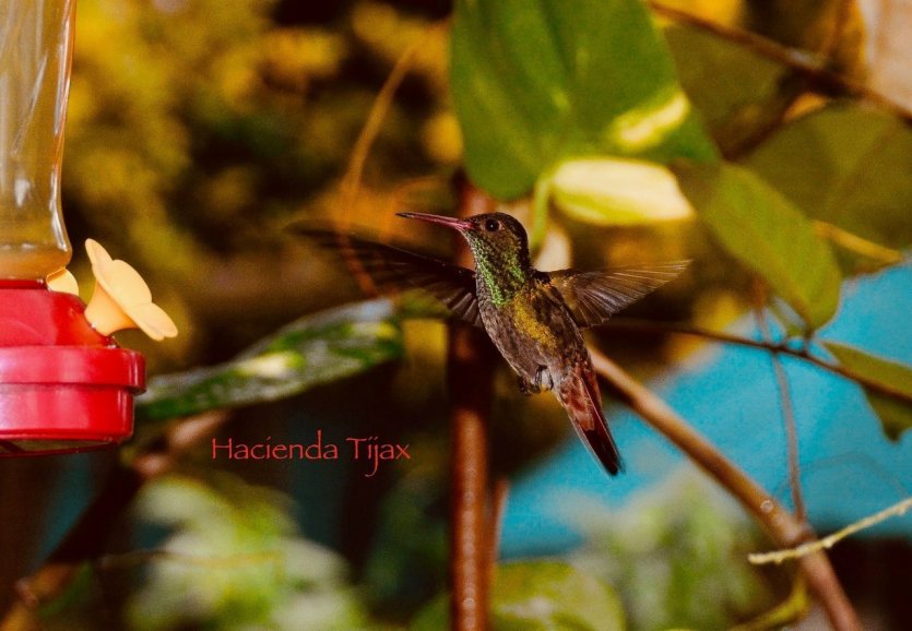 - © HACIENDA TIJAX - JUNGLE LODGE & MARINA