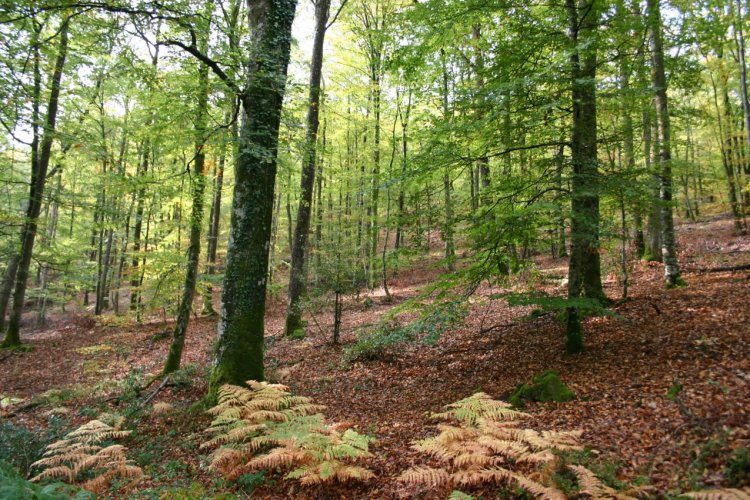 Forêt de Perseigne. - © Parc naturel régional Normandie-Maine
