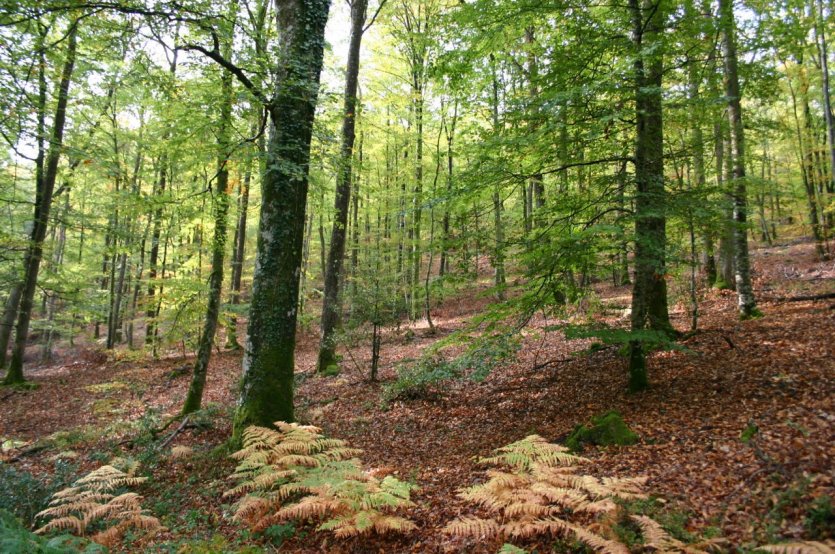 Forêt de Perseigne. - © Parc naturel régional Normandie-Maine