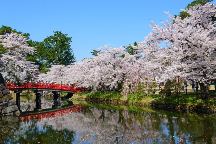 Cerisiers en fleurs dans le parc de Hirosaki - © Hiro 1775