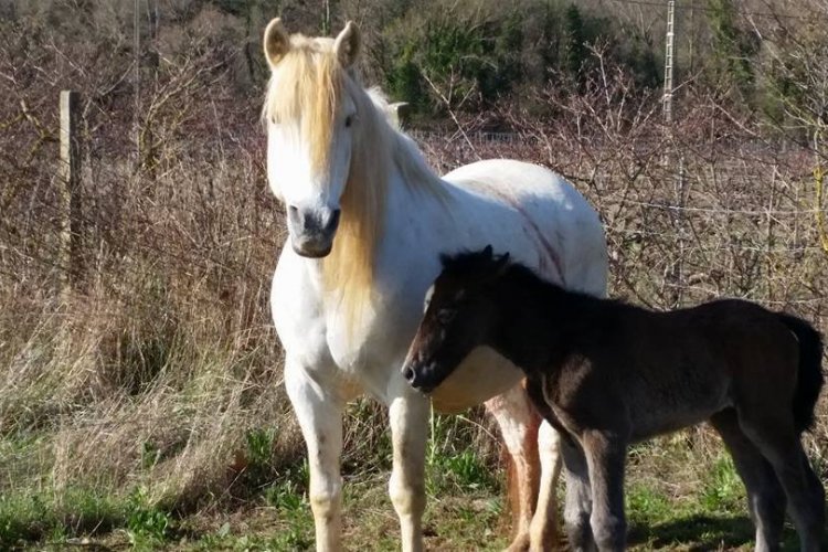 Le nouveau-né au Mas de Chantilly - © LE MAS DE CHANTILLY