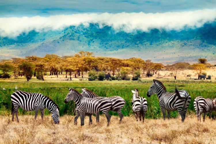 Réserve naturelle de N'Gorongoro - © Chuvipro