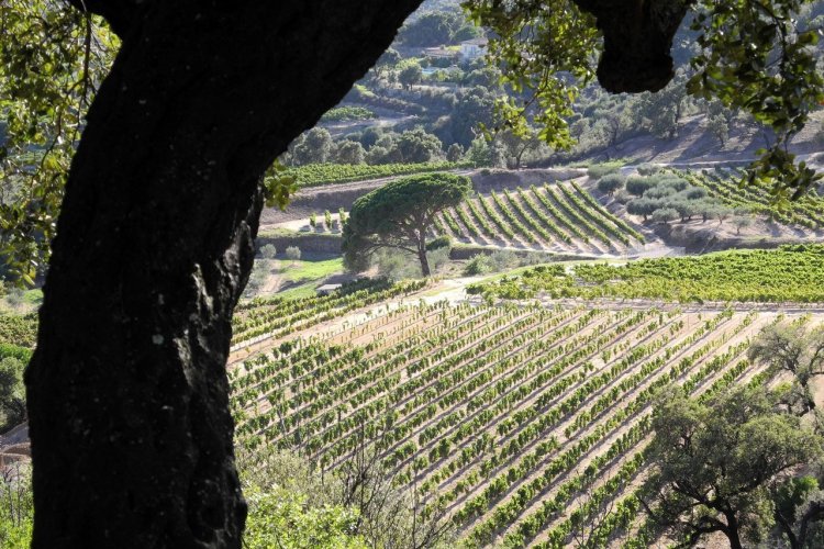 - © CIVP – CONSEIL INTERPROFESSIONNEL DES VINS DE PROVENCE