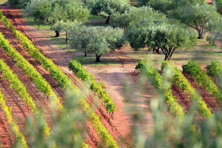 - © CIVP – CONSEIL INTERPROFESSIONNEL DES VINS DE PROVENCE