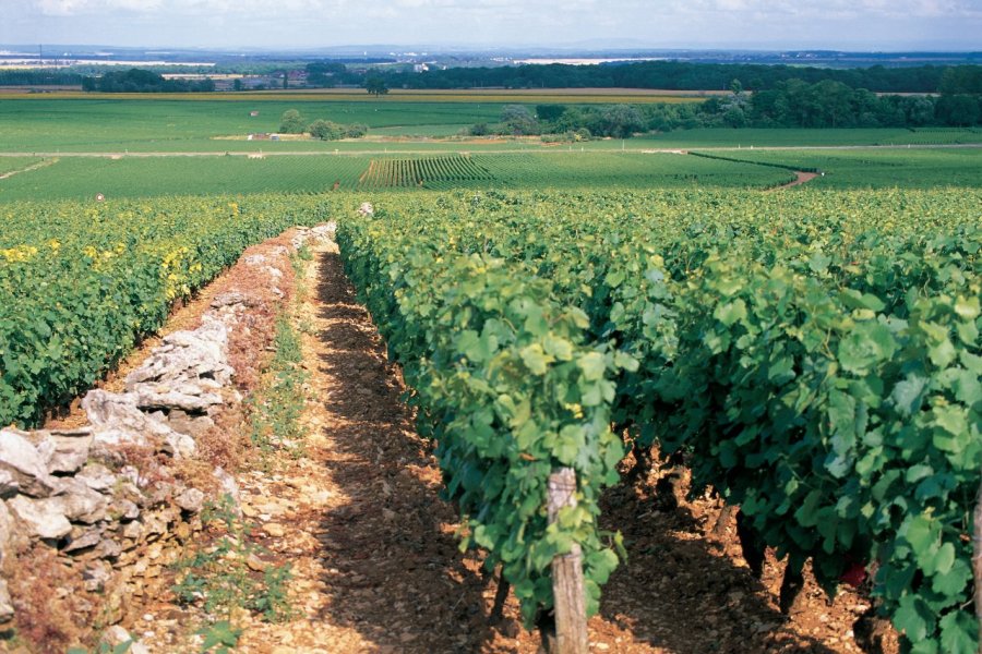 En Bourgogne, sur la route des vins