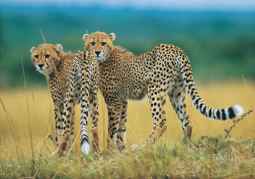 - © South African Tourism