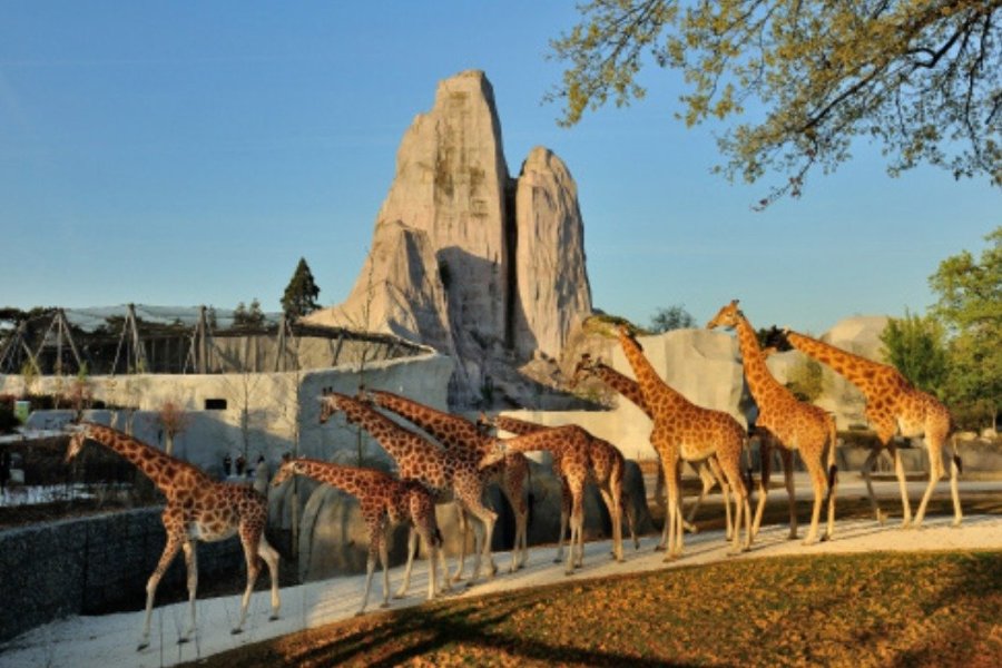 Le zoo de Paris réitère ses Nocturnes du jeudi tout l'été