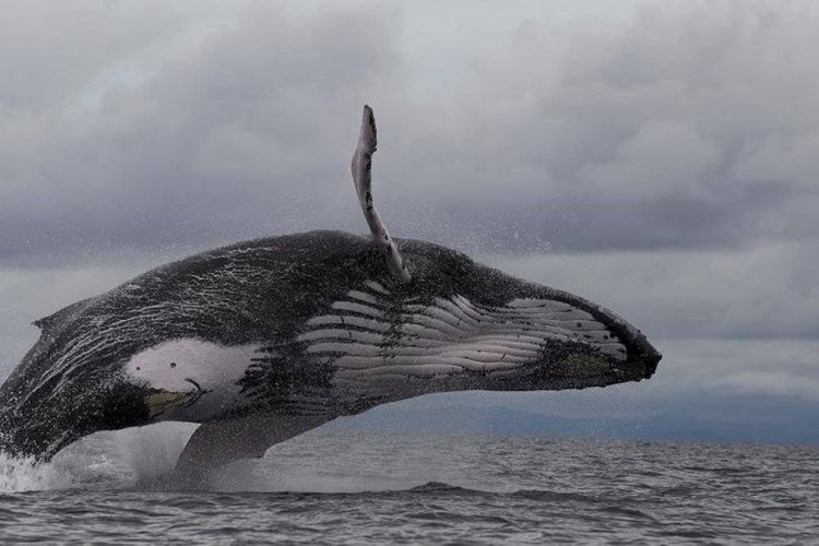 Baleines Panama - © Orbis Panama