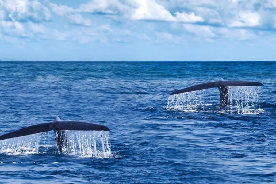 Baleines Panama