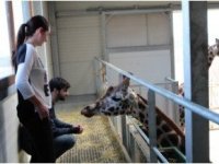 Devenez soigneur d'un jour au parc animalier d'Auvergne
