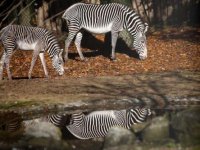 150 ans du Parc zoologique et botanique de Mulhouse