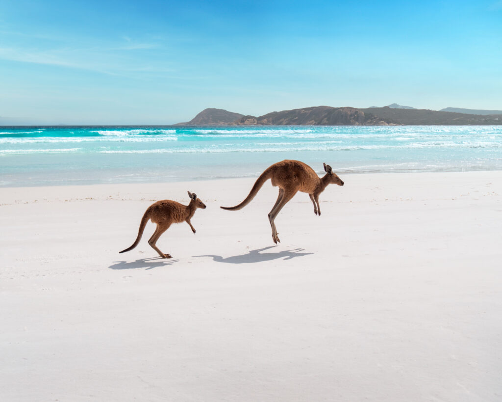 Kangourous à Lucky Bay, parc national de Cape Le Grand
