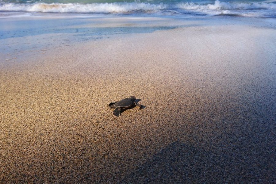 Mayotte : découvrez les trésors du lagon