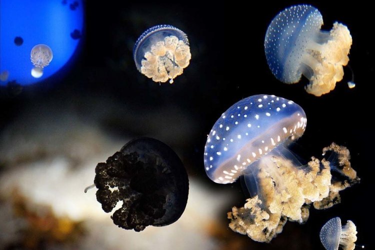 - © Aquarium La Rochelle SAS