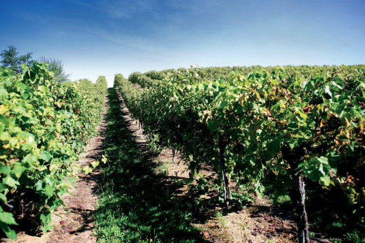 Vignoble de Gascogne - © PHOVOIR
