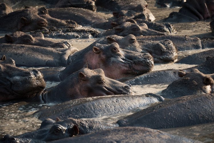 Le parc national de Katavi - © Palo Gajdos - Shutterstock.com