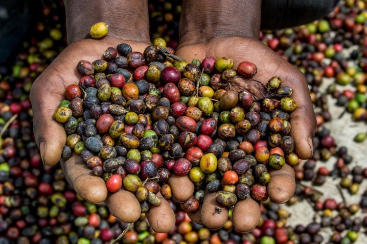 Plantation de café, Mbeya - © gudkovandrey - stock.adobe.com