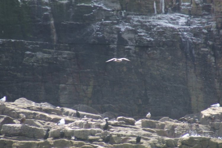 Les oiseaux marins du Cap Fréhel - © Laëtitia STEIMETZ