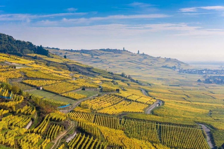Vignobles d'Alsace, près de Kaysersberg - © Simon Dannhauer - Fotolia