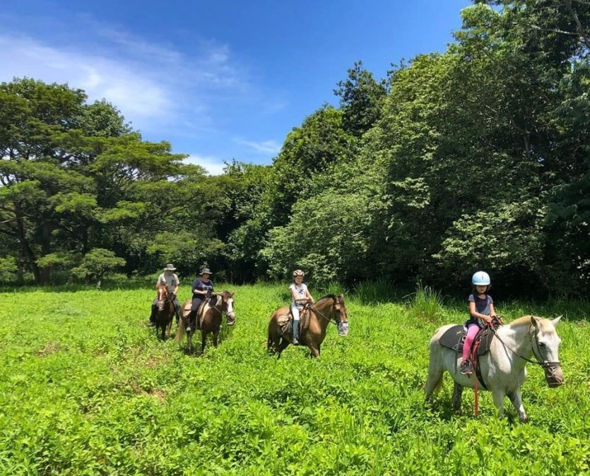 - © HORSE JUNGLE