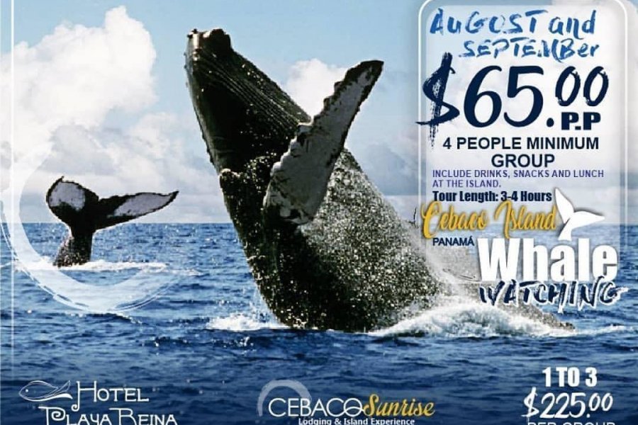 Panama : venez observer les baleines !